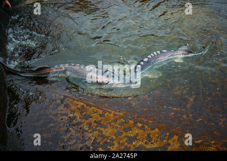 Live storioni in gabbia nel pesce di allevamento. Foto Stock
