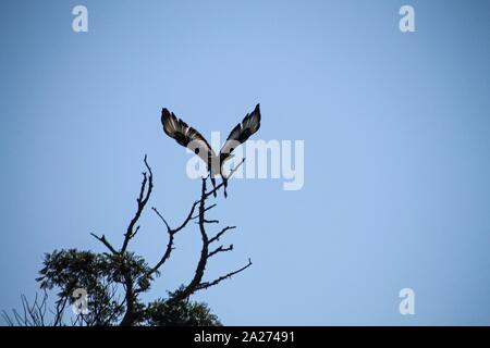 Vogel auf Jagd in Savanne Foto Stock