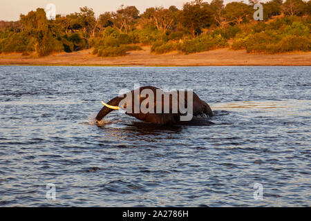 Adulto dell' elefante africano Loxodonta africana nuoto attraverso il fiume Chobe in Botswana come il sole tramonta Foto Stock