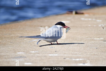 Common Tern Sterna hirundo, con un pesce in bocca Foto Stock