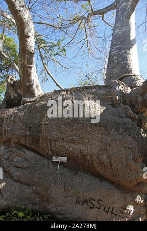 Vista della base di un baobab, adansonia digitata, Zanzibar, isola di Unguja, Tanzania. Foto Stock