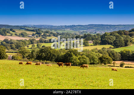 Una mandria di Devon rosso rubino vacche da latte al pascolo sulle pendici della collina di Shute, vicino, Axminster Devon, Inghilterra, Regno Unito Foto Stock