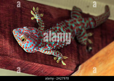 Colorato di Tokay Gecko (Gekko gecko) la caccia su una parete, la seconda più grande specie di questo rettile. Koh Rong Sanloem isola, a Sihanoukville, Cambogia Foto Stock