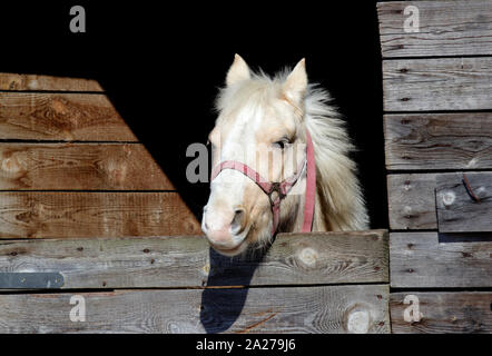 Testa di cavallo guardando fuori della stalla Foto Stock