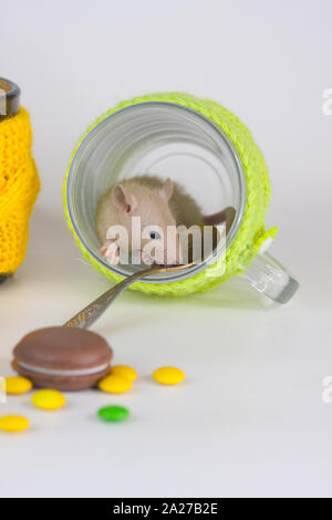 Tea party concetto. Il ratto si siede in un bicchiere. I topi sullo sfondo dei piatti colorati. Animali decorativi close up. Foto Stock