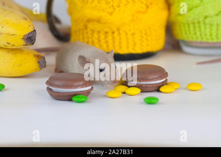 Concetto di trattare. Animale con biscotti. Il ratto si siede in un bicchiere. I topi sullo sfondo dei piatti colorati. Animali decorativi close up. Foto Stock