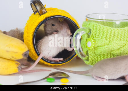 Concetto di trattare. Il ratto si siede in un bicchiere. I topi sullo sfondo dei piatti colorati. Animali decorativi close up. Foto Stock