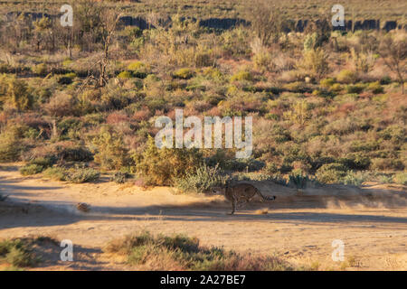 Cheetah in funzione a pieno regime nel parco selvatico in Sud Africa Foto Stock