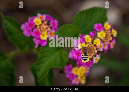 Amegilla quadrifasciata, Bee Digger a quattro righe su un fiore di Lantana Foto Stock