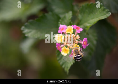 Amegilla quadrifasciata, Bee Digger a quattro righe su un fiore di Lantana Foto Stock