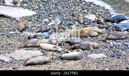 Foche grigie che si ammucchiano sulla costa durante la stagione degli accoppiamenti ad Angel Bay, Penrhyn Bay, Little orme, Galles del Nord Foto Stock