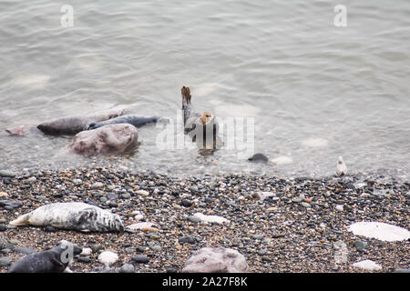 Foche grigie che si ammucchiano sulla costa durante la stagione degli accoppiamenti ad Angel Bay, Penrhyn Bay, Little orme, Galles del Nord Foto Stock