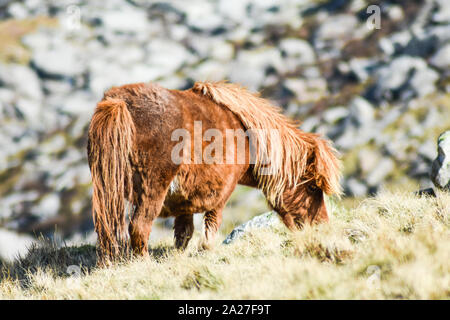 Pony selvatiche Carneddau pascolano ai margini di Llyn Ogwen, Snowdonia National Park, Galles del Nord Foto Stock