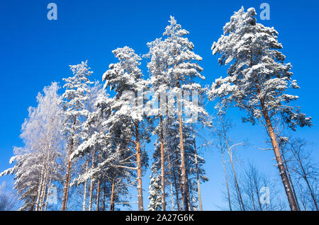 Pini coperti di neve sotto il cielo blu a giornata di sole. Foresta di inverno, naturali foto di sfondo Foto Stock