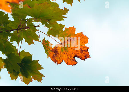 Colorati di foglie di acero sotto il luminoso cielo blu, autunno sfondo naturale. Close-up foto con messa a fuoco selettiva Foto Stock