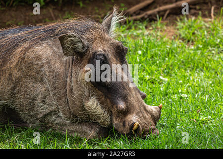 Colore ritratto della fauna selvatica fotografia di appoggio Warthog tra erba corta, presi in Kenya. Foto Stock