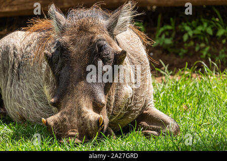 Colore ritratto della fauna selvatica fotografia di appoggio Warthog tra erba corta, presi in Kenya. Foto Stock