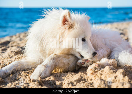 Cane bianco Samoiedo è situata vicino al mare sulla sabbia Foto Stock
