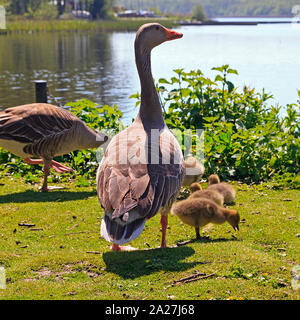 Coppia di Greylag Geese con pulcini a Rollesby Broad sui Norfolk Broads, Regno Unito Foto Stock