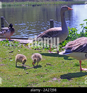 Coppia di Greylag Geese con pulcini a Rollesby Broad sui Norfolk Broads, Regno Unito Foto Stock