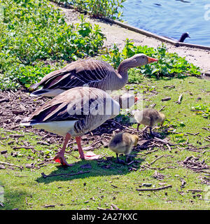 Coppia di Greylag Geese con pulcini a Rollesby Broad sui Norfolk Broads, Regno Unito Foto Stock