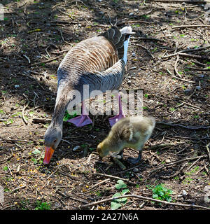 Oche Graylag con pulcino a Rollesby ampia, Norfolk Foto Stock