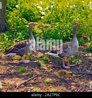 Coppia di oche Graylag con pulcino a Rollesby ampia, Norfolk Foto Stock