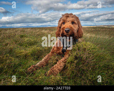 Un rosso giovane cucciolo Cockapoo godendo di un riposo da trekking in Scozia Foto Stock