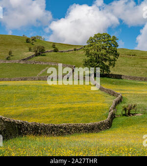 Muker wild prati fioriti in Swaledale Foto Stock