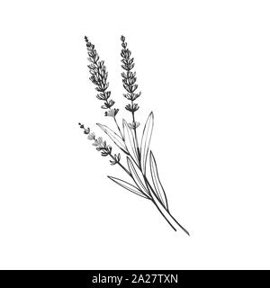 La lavanda in bianco e nero disegno vettoriale. Fragranti fiori selvaggi francese con il titolo. Violetta estate miele impianto abbozzato contorno. Blooming Provenza aromatico di fiori selvatici incisione. Aromaterapia profumo Illustrazione Vettoriale