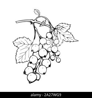 Ribes disegnati a mano illustrazione vettoriale. Giardino berry in bianco e nero sketch con l'iscrizione. Mature aromatico dessert estivo. Succosa Ribes nigrum freehand ramo inciso. Poster elemento di design Illustrazione Vettoriale