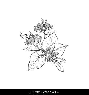 I fiori di tiglio freehand illustrazione vettoriale. Tilia, basswood, impianto di miele bianco e nero sketch. Aromatico tè calmante ingrediente, porre rimedio a base di erbe. Botanical incisi ramo dell'albero. Poster elemento di design Illustrazione Vettoriale