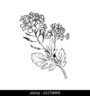 Barbarea vulgaris blossom freehand illustrazione vettoriale. Fioritura estiva impianto di miele bianco e nero contorno. Bittercress, giallo fiori a razzo il disegno inciso. Poster elemento di design Illustrazione Vettoriale