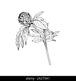 Silybum marianum in bianco e nero illustrazione vettoriale. Ingrediente omeopatici, miele impianto bud. Botanical disegno monocromatico. Spinosa giovani millefiori, weed incisi sketch. Poster elemento di design Illustrazione Vettoriale