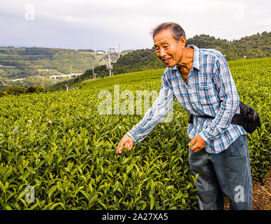 Coltivatore di tè a Kakegawa, Giappone Foto Stock