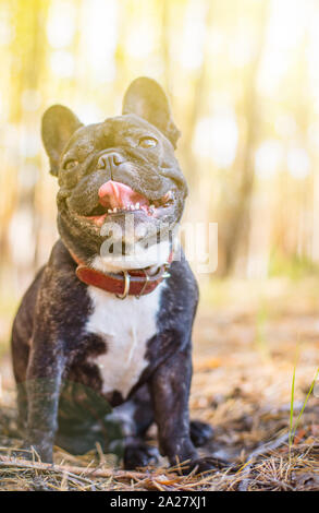 Cane bulldog francese ritratto nella foresta Foto Stock