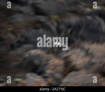 Atlantic Puffin con pesce, Islanda Foto Stock