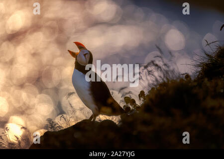 Atlantic puffini, Islanda Foto Stock