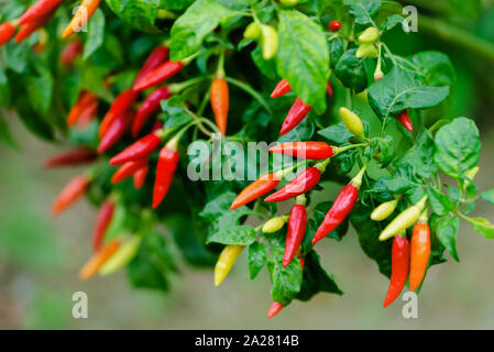 Bird Pepper Plant grappolo maturi del gruppo organico tropicali dei Caraibi giardino verde piccante peperoncino naturale ingrediente materie Foto Stock