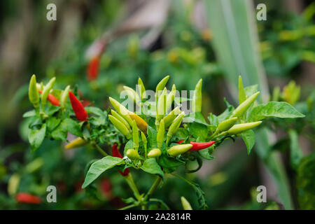 Bird Pepper Plant grappolo maturi del gruppo organico tropicali dei Caraibi giardino verde piccante peperoncino naturale ingrediente materie Foto Stock