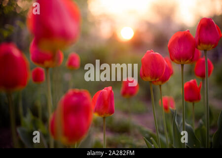 Bellissima radura di tulipani rossi in giardino Foto Stock