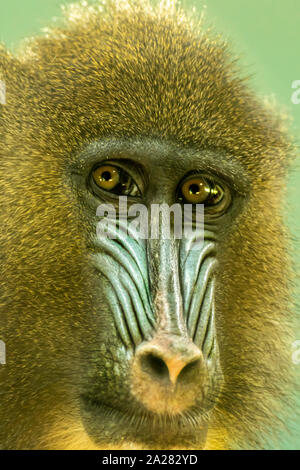 Mandrill in posa per un ritratto a Paignton Zoo, Devon, Regno Unito. Mandrills si trovano nel sud del Camerun, Gabon, Guinea Equatoriale e Congo. Foto Stock