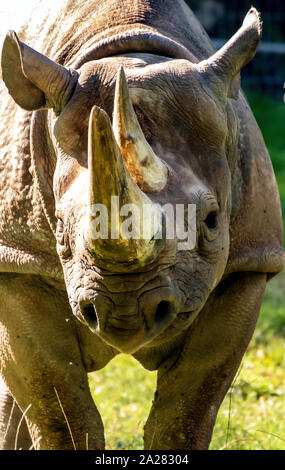 Rinoceronte nero a Paignton Zoo, Devon, Regno Unito Foto Stock