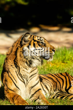 La tigre di Sumatra a prendere il sole a Paignton Zoo, Devon, Regno Unito. Queste sono elencate come in pericolo critico sulla Lista Rossa IUCN nel 2008, Foto Stock