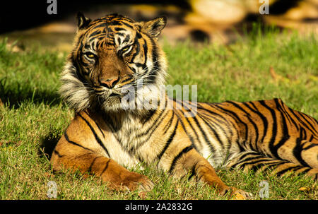 La tigre di Sumatra a prendere il sole a Paignton Zoo, Devon, Regno Unito. Queste sono elencate come in pericolo critico sulla Lista Rossa IUCN nel 2008, Foto Stock