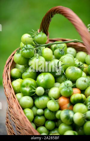 Non maturate pomodori verdi per rendere il chutney REGNO UNITO Foto Stock