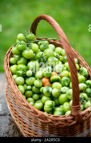 Non maturate pomodori verdi per rendere il chutney REGNO UNITO Foto Stock