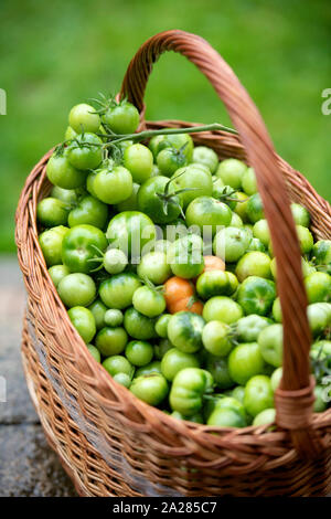 Non maturate pomodori verdi per rendere il chutney REGNO UNITO Foto Stock