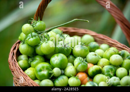 Non maturate pomodori verdi per rendere il chutney REGNO UNITO Foto Stock