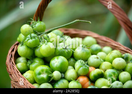 Non maturate pomodori verdi per rendere il chutney REGNO UNITO Foto Stock